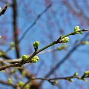Семінар "Весняні читання" за участю науковців Музею